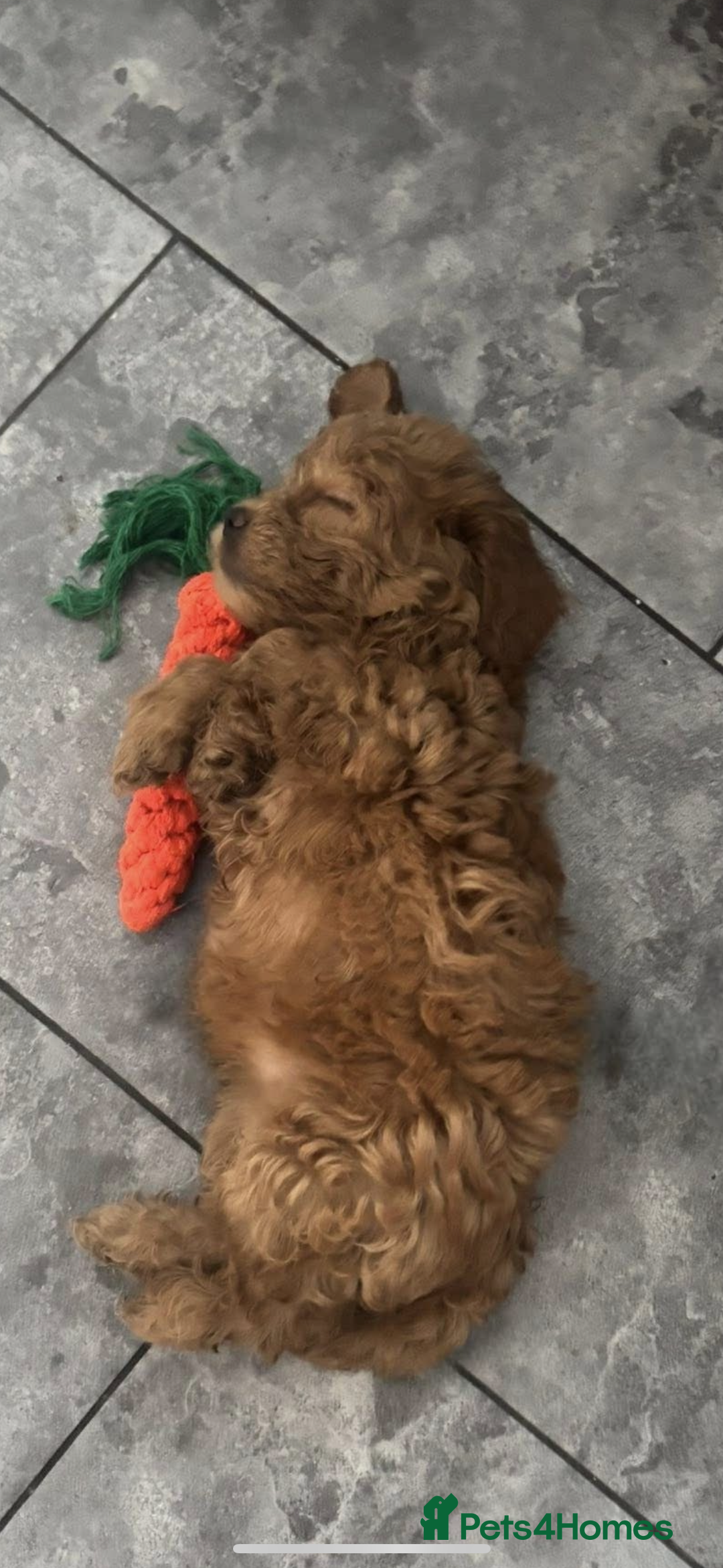 Mixed Breed dogs for sale: final reduction to find forever home  - Image 21