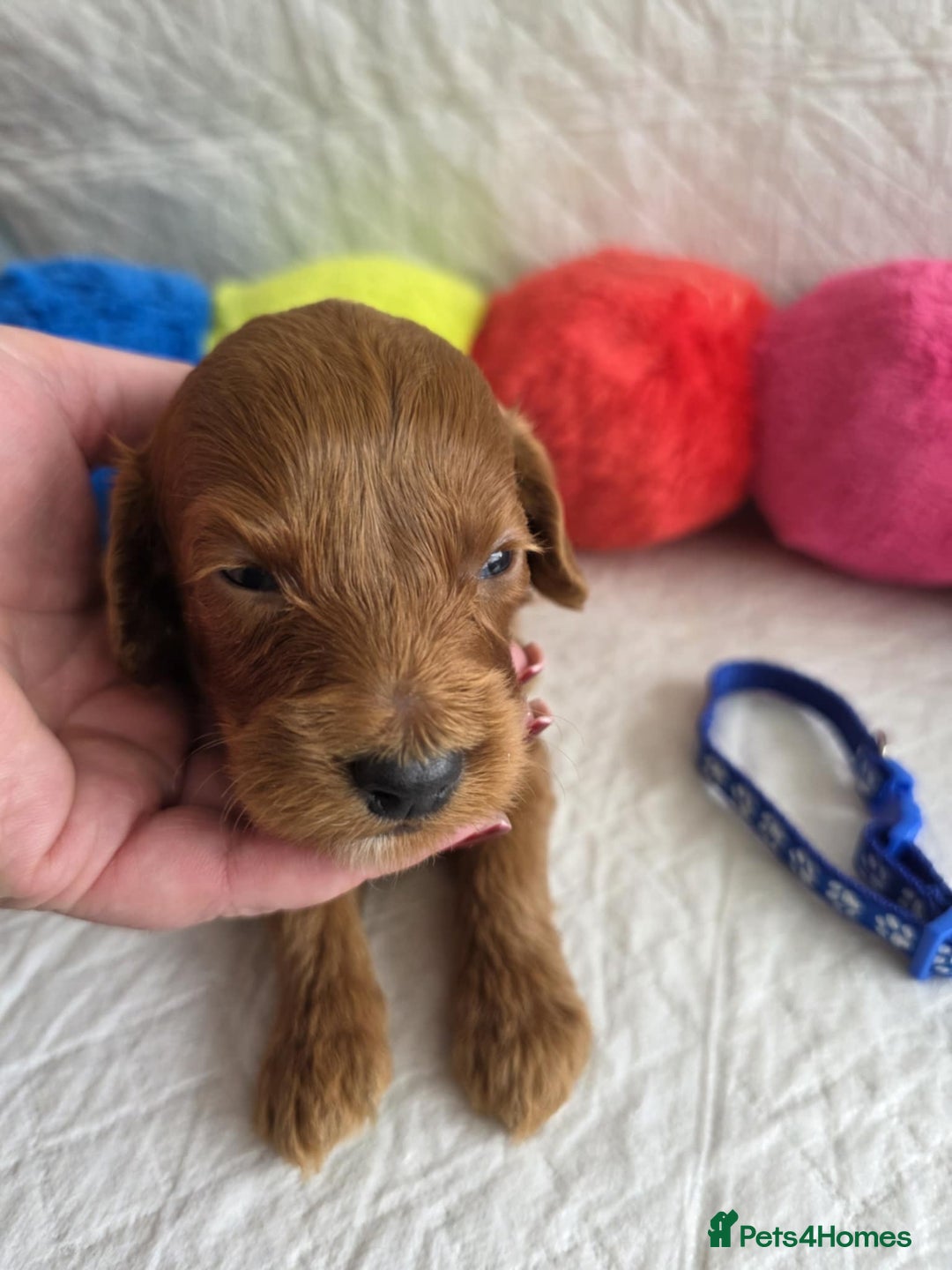 Mini Goldendoodle dogs for sale: 👑Superb Rare Toy/Mini Deepest Red Goldendoodles👑 - Image 31