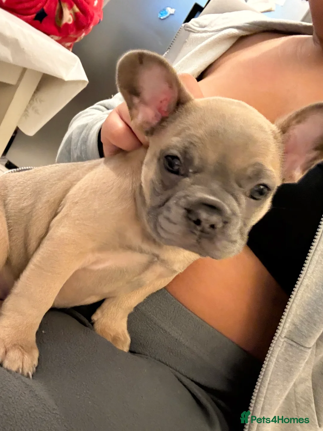 French Bulldog dogs for sale: 13 Weeks French Bulldog Vaccinated & Microchipped - Advert 1