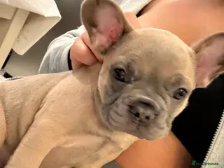 French Bulldog dogs 13 Weeks French Bulldog Vaccinated & Microchipped - Advert 2