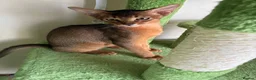 Abyssinian cats for sale: TICA 5* pedigree Abyssinian Kittens  - Advert 8