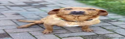 Labrador Retriever dogs for sale: Labrador retriever - Advert 2