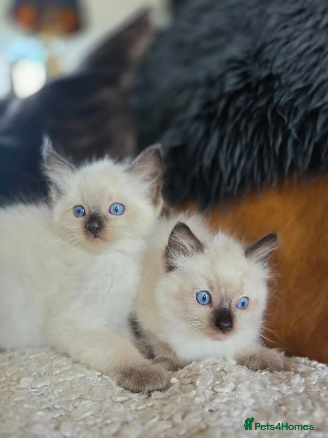 Ragdoll cats for sale: Beautiful Quality Ragdoll Kittens - Advert 1