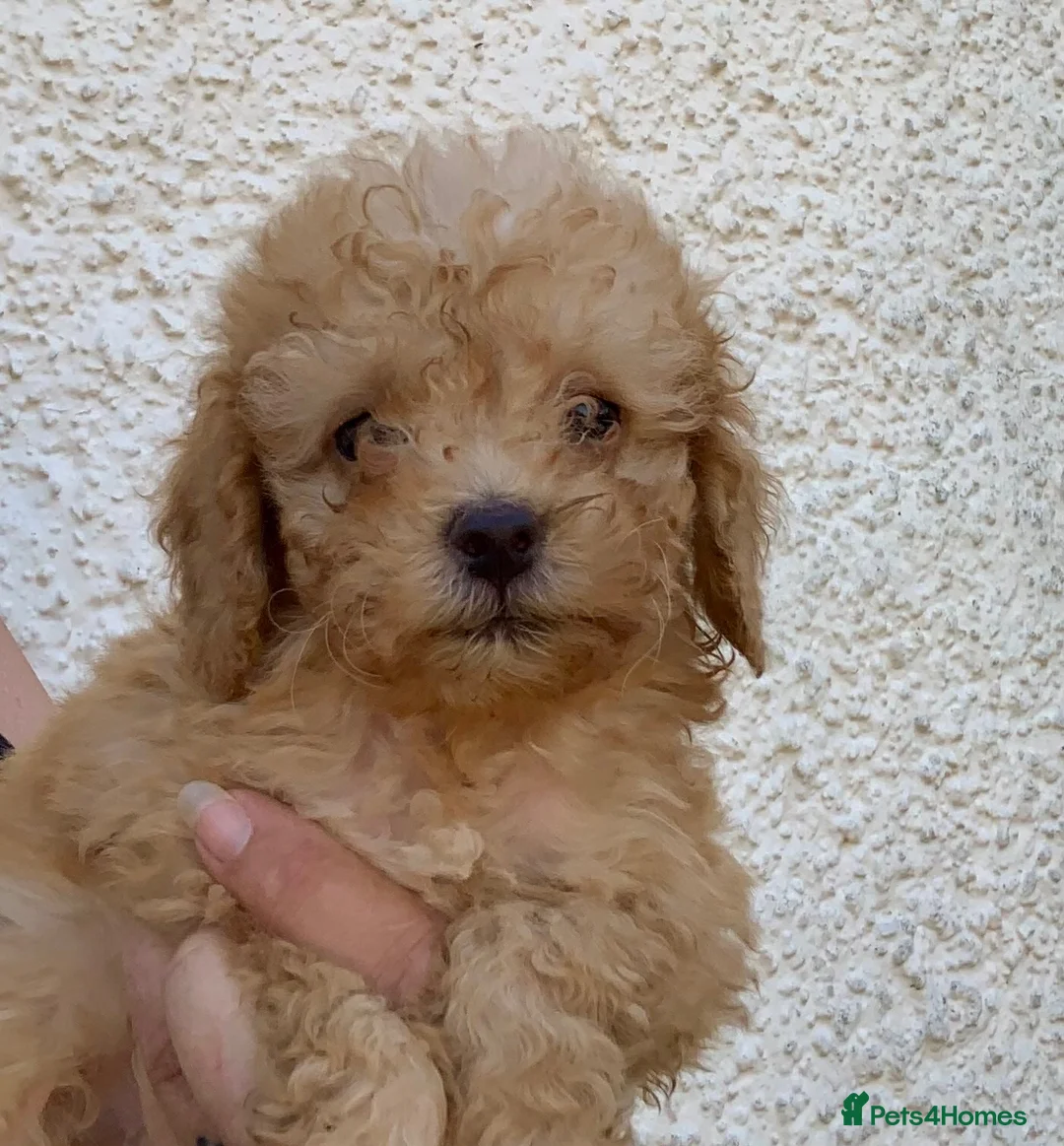 Cockapoo dogs for sale: Stunning F1B toy cockapoo puppies  - Advert 2