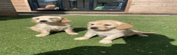 Golden Retriever dogs for sale: 1 Beautiful Golden Retriever Girl Left 😍🩷 - Advert 10