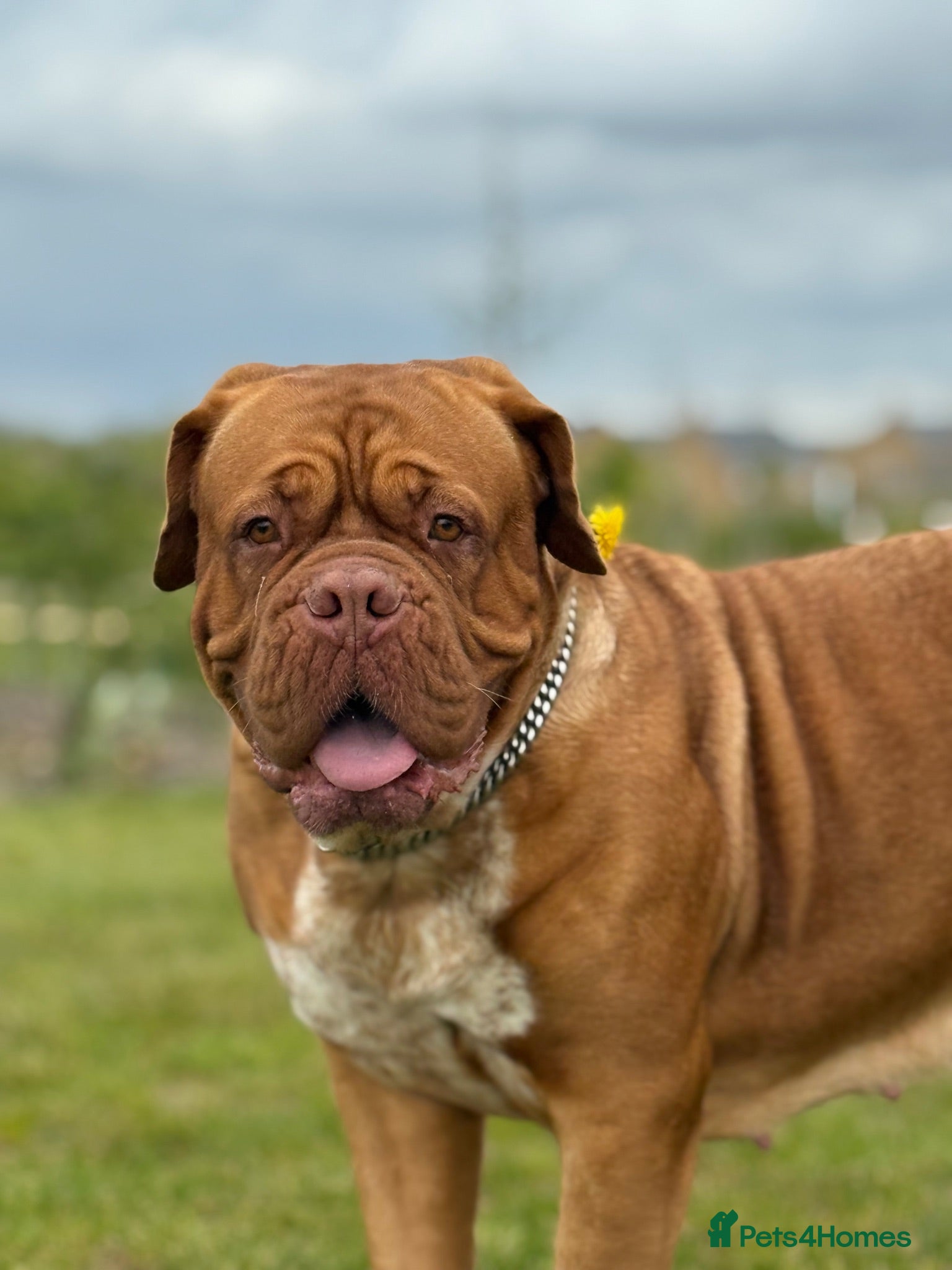Dogue De Bordeaux dogs STUNNING litter of Dogue de Bordeuax coming soon - Advert 6