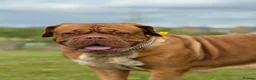 Dogue De Bordeaux dogs for sale: STUNNING litter of Dogue de Bordeuax coming soon - Advert 1