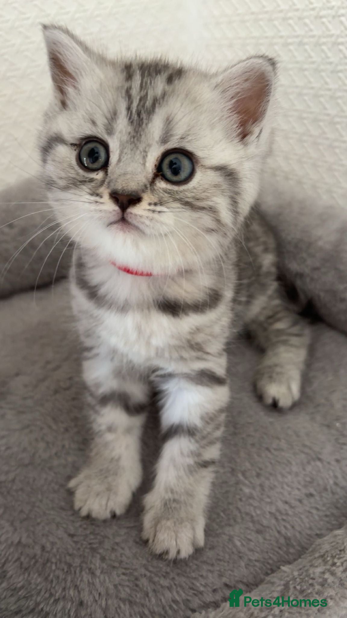 British Shorthair cats for sale: 3 females British shorthair  - Advert 17