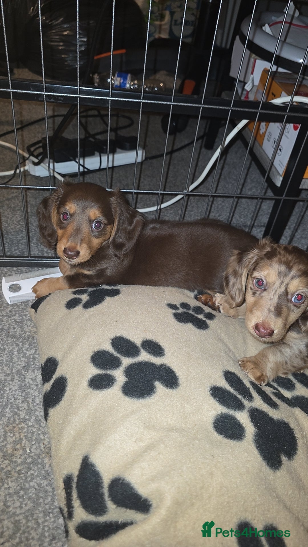 Miniature Dachshund dogs for sale: Miniature dachshund Puppies - Advert 14