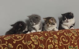 Mixed Breed cats for sale: Cute British Mix Kittens Looking for New Homes - Image 1
