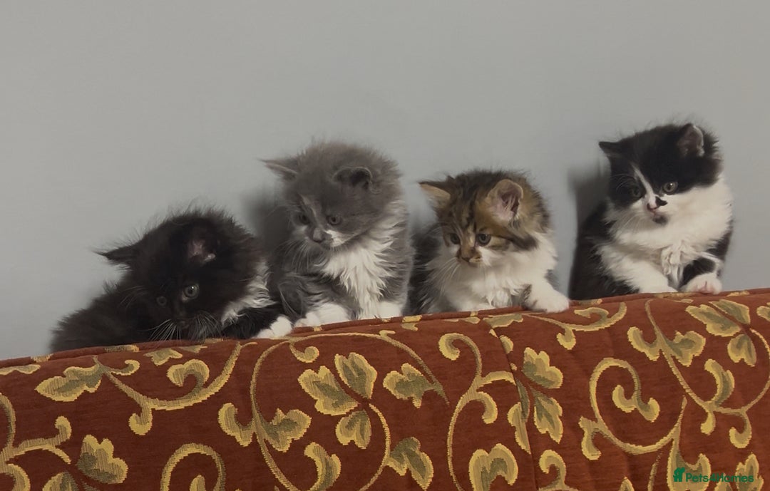 Mixed Breed cats for sale: Cute British Mix Kittens Looking for New Homes - Image 1