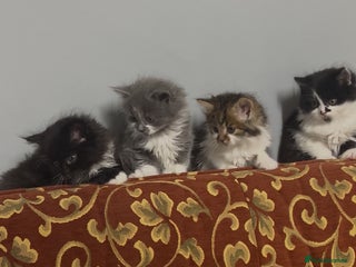 Mixed Breed cats for sale - Advert 1