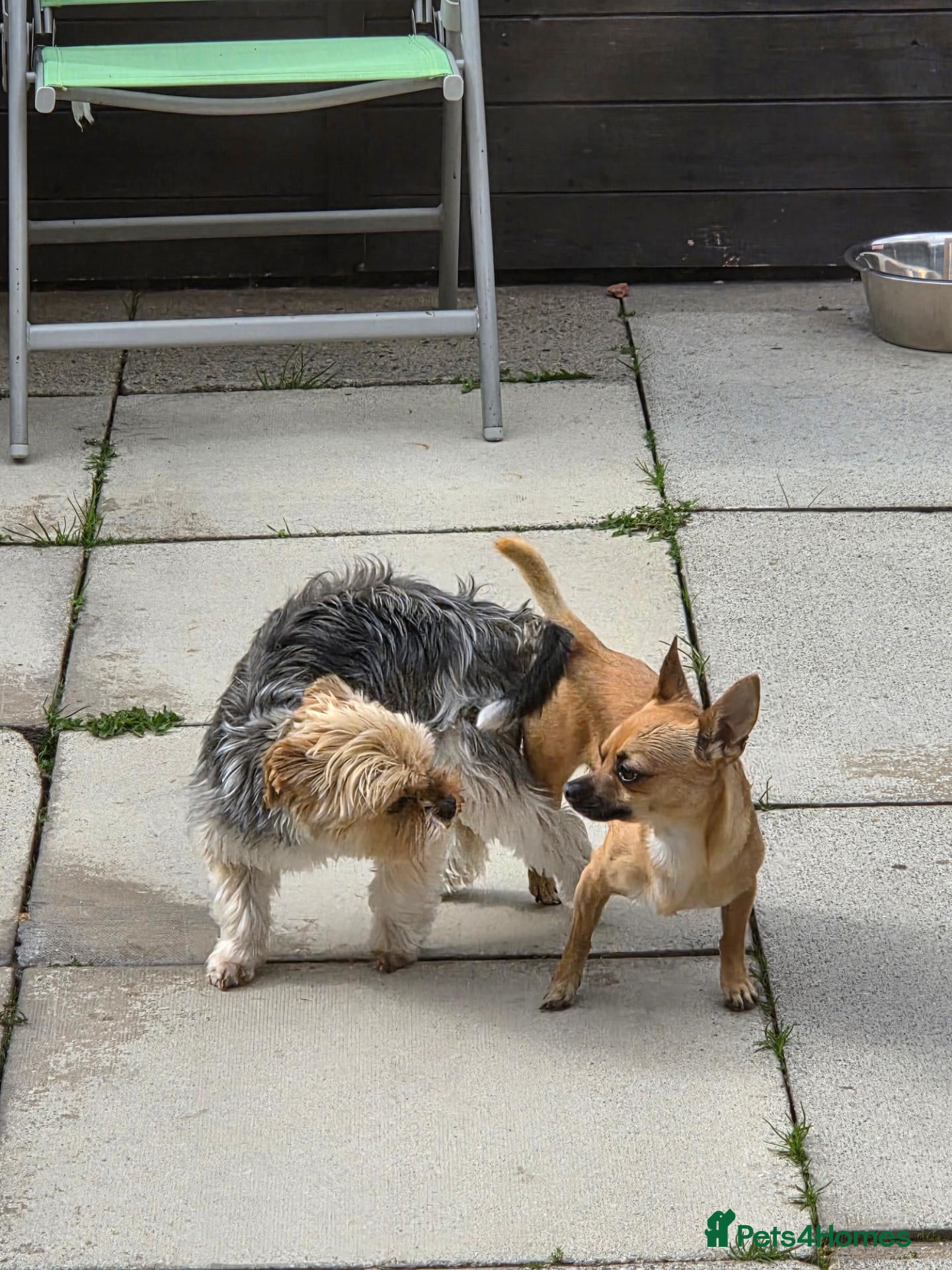Mixed Breed dogs Tiny little adorable boys - Advert 2