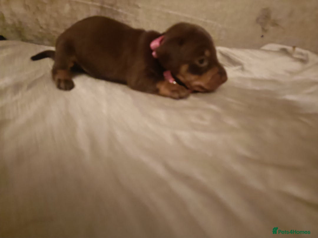 Miniature Dachshund dogs for sale: Chocolate mini dachshund - Advert 4