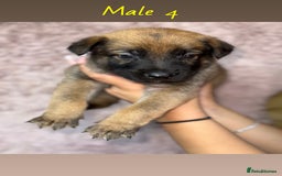 German Shepherd dogs for sale: 5 beautiful sable German shepherd  - Image 4