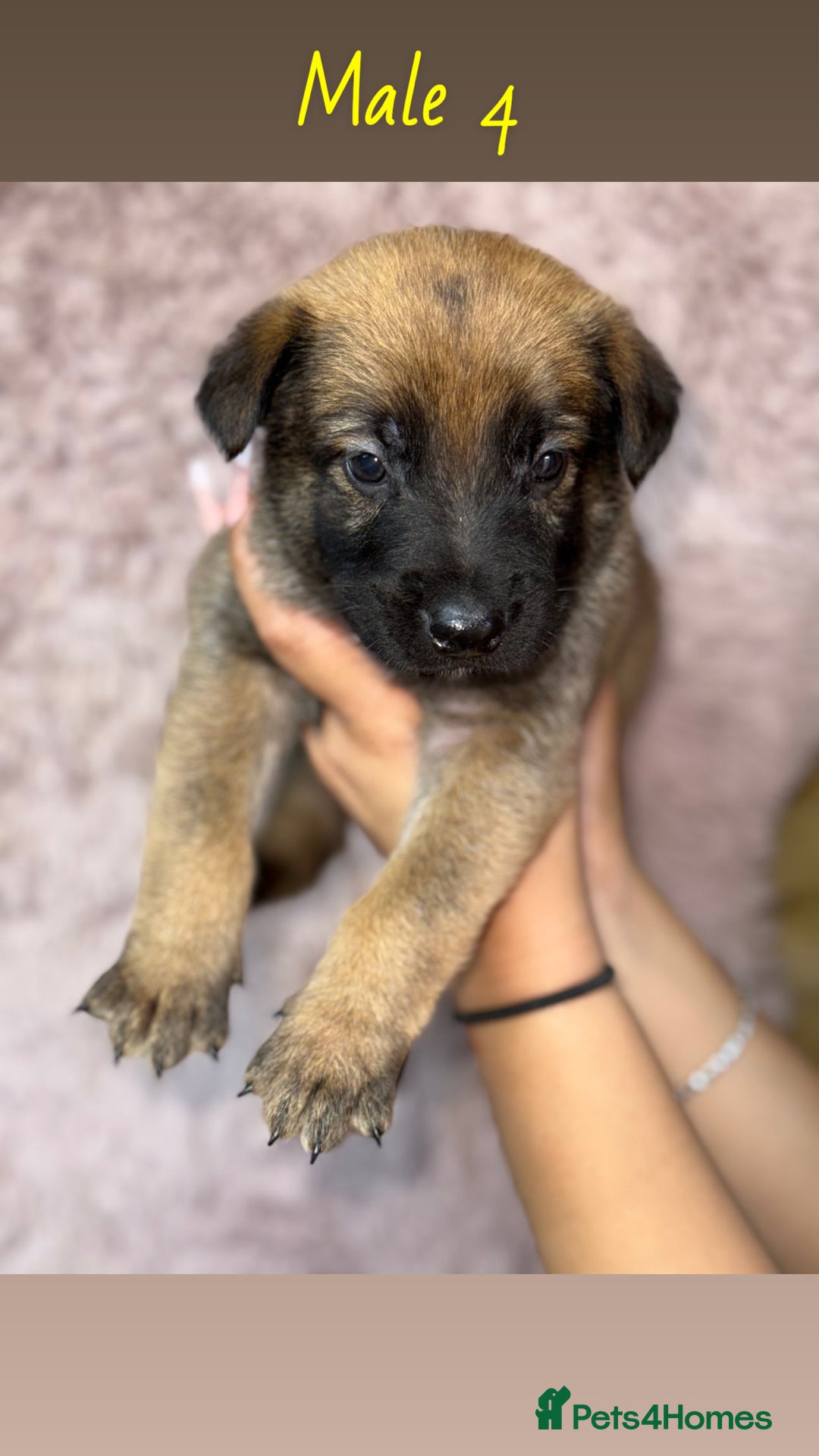 German Shepherd dogs for sale: 5 beautiful sable German shepherd  - Image 4