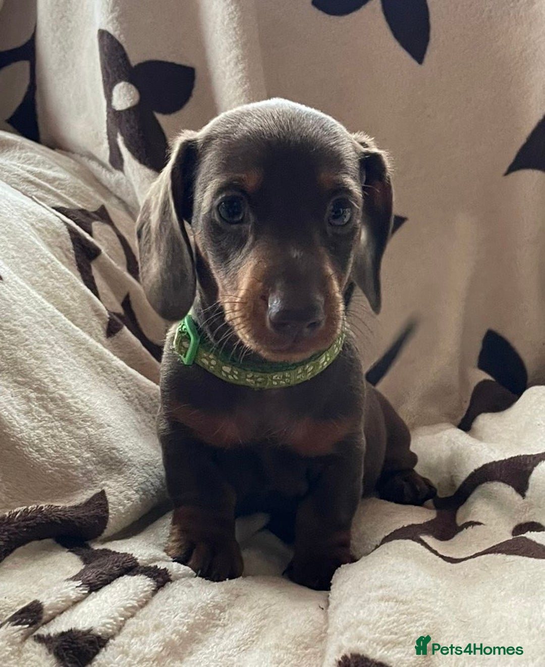 Miniature Dachshund dogs for sale: Mini dachshund pups (health clear) - Image 6
