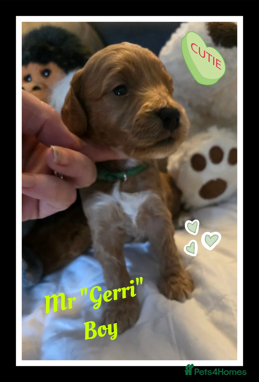 Cockapoo dogs for sale: Adorable Cockerpoo Teddy Bears - Advert 11