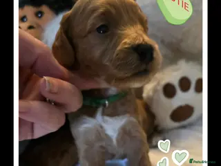 Cockapoo dogs Cockerpoo Teddy Bears-Only 3 Left - Advert 6