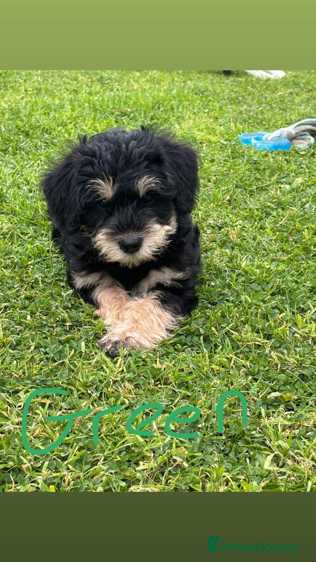 Mixed Breed dogs for sale: Schnoodle Puppies - Image 21