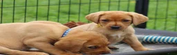 Labrador Retriever dogs for sale: *Ready Now* Labrador Puppies For Sale  - Advert 19