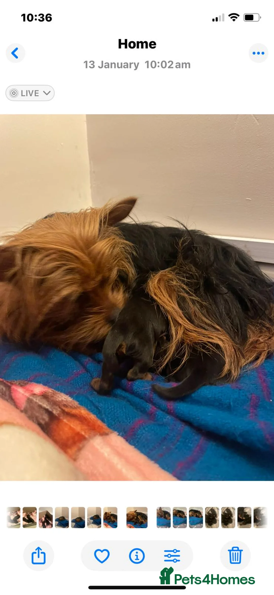 Yorkshire Terrier dogs for sale: Adorable Female Yorkshire Terrier Pups - Advert 4