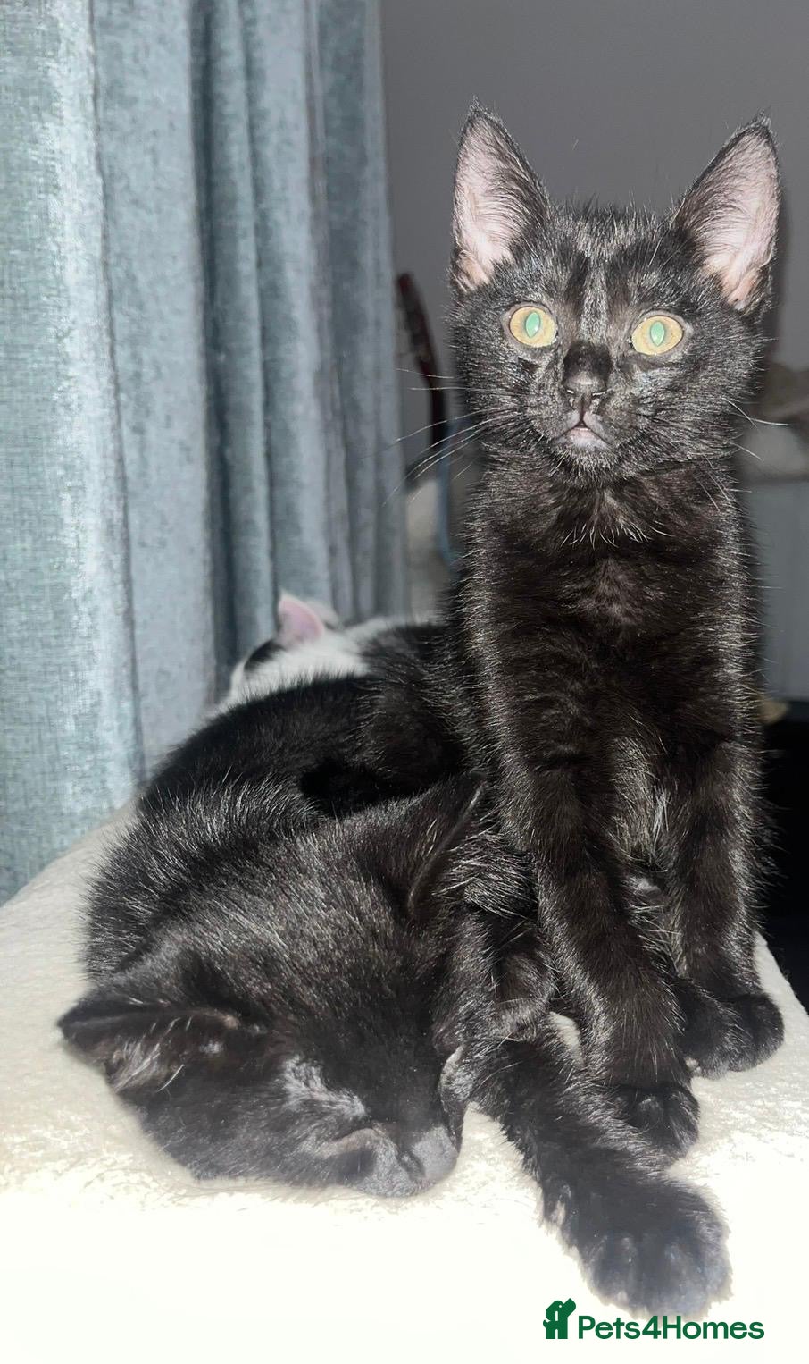 Mixed Breed cats 4 lively kittens looking for forever homes  - Advert 1