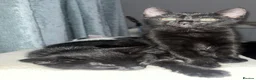 Mixed Breed cats for sale: 4 lively kittens looking for forever homes  - Advert 1