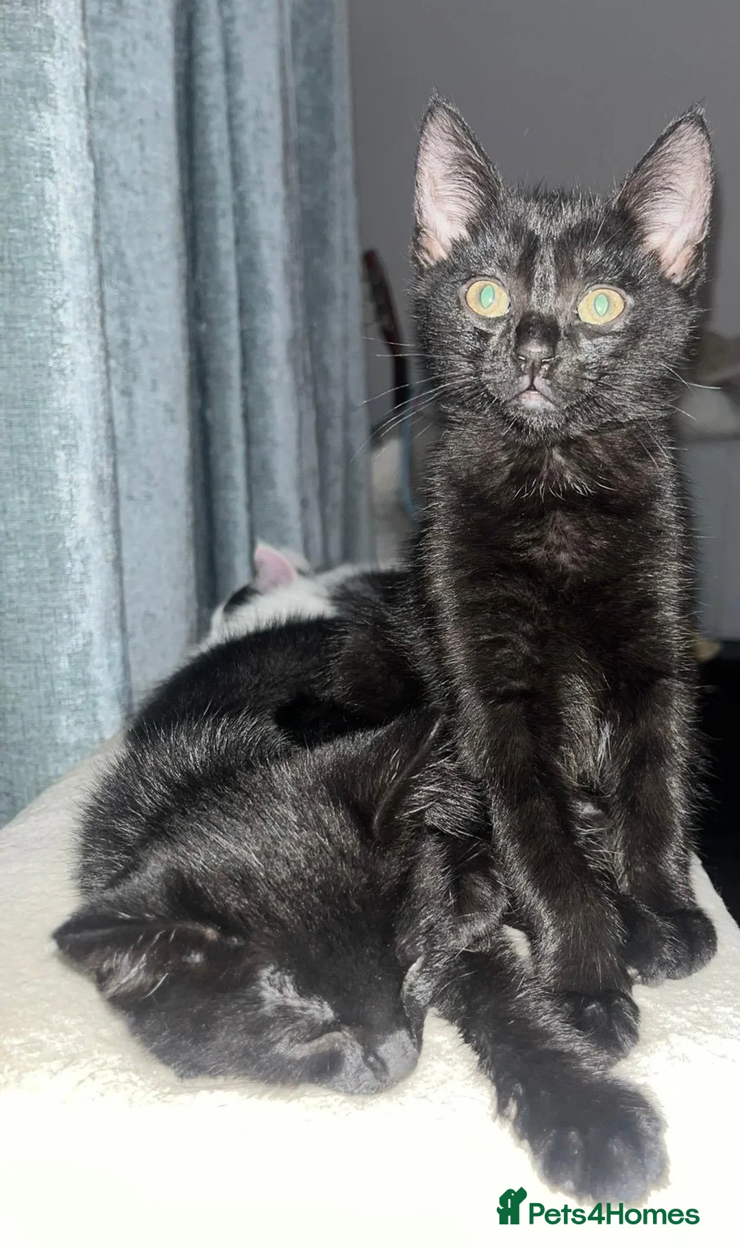 Mixed Breed cats for sale: 4 lively kittens looking for forever homes  - Advert 1