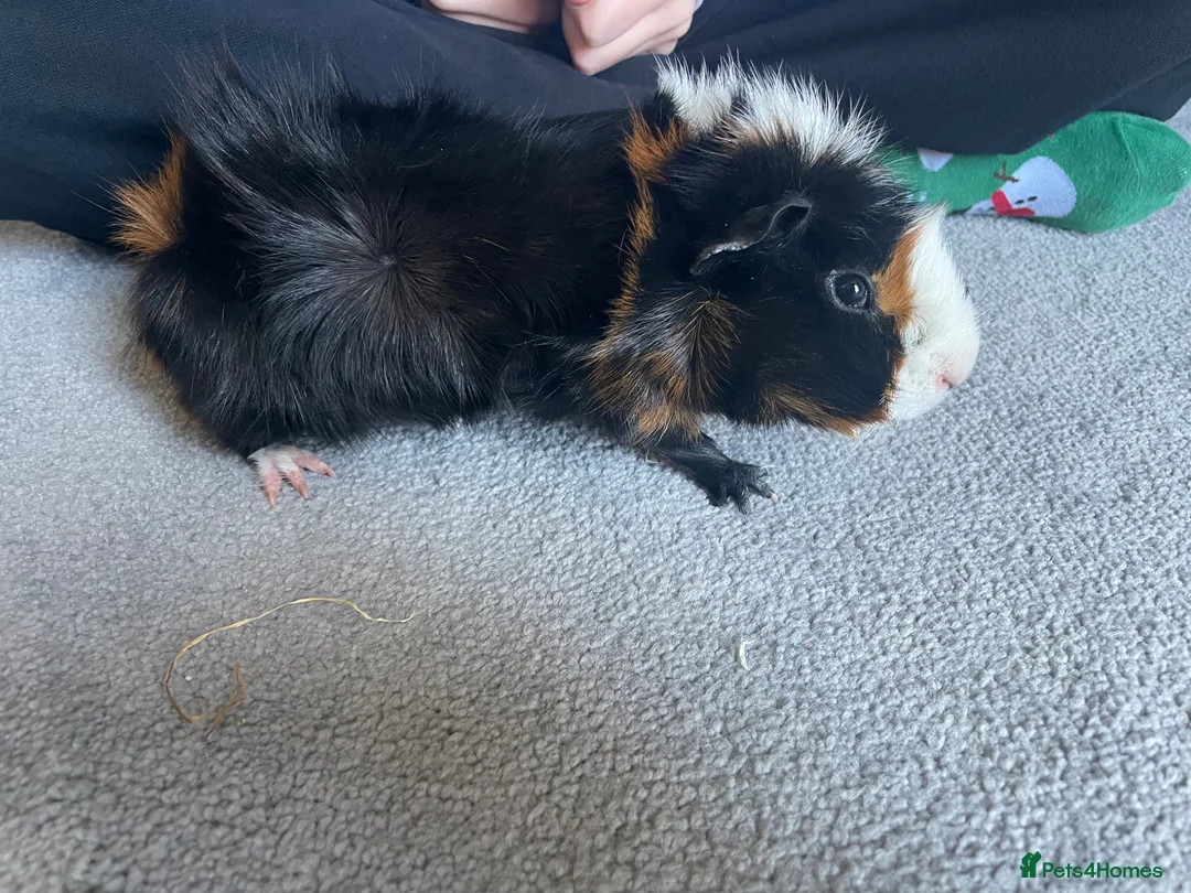 Guinea Pig rodents for sale: Boar single guinea pig  in Colchester - Advert 2