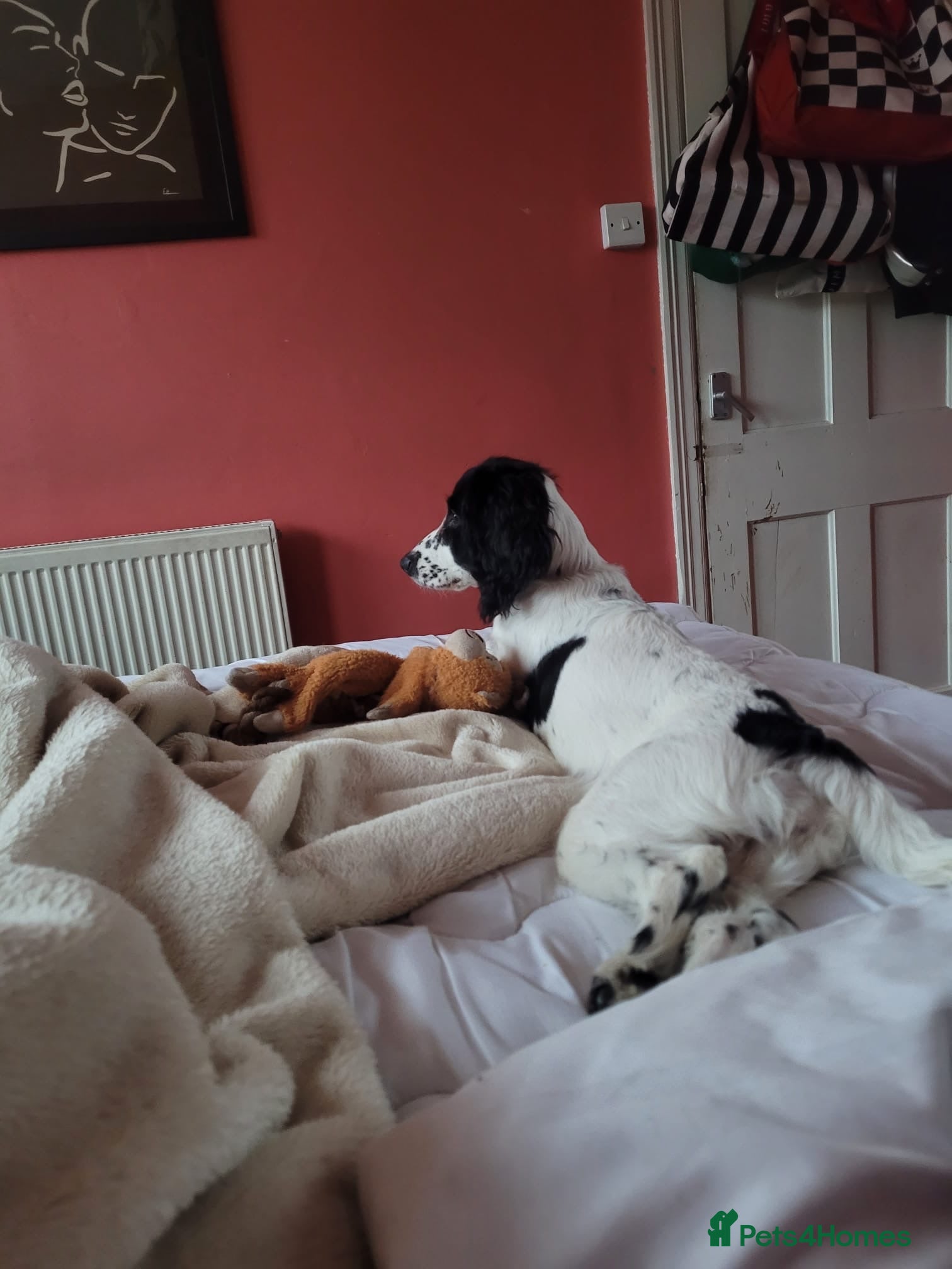 Cocker Spaniel dogs Black and white female cocker spaniel  - Advert 8