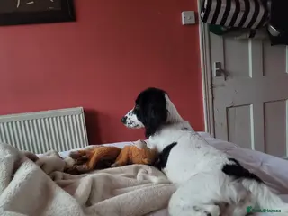 Cocker Spaniel dogs Black and white female cocker spaniel - Advert 8