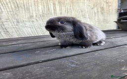 Mini Lop rabbits for sale: Pure bred Mini Lop Bunnies - Image 5
