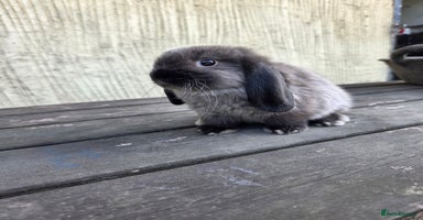Mini Lop rabbits - Advert 2