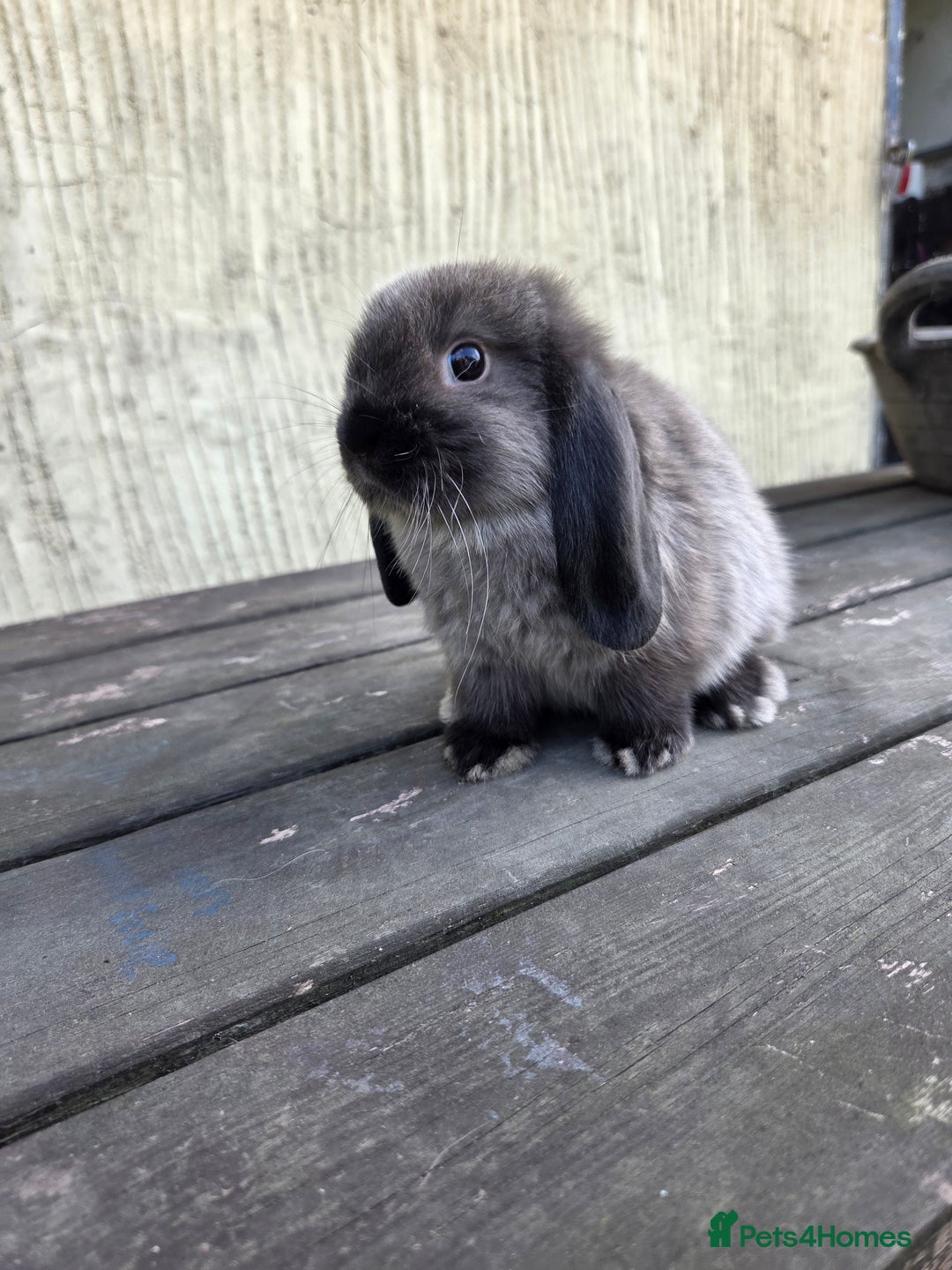 Mini Lop rabbits for sale: Pure bred Mini Lop Bunnies - Image 5