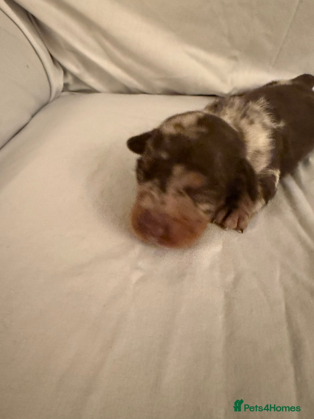 Dachshund dogs for sale: Miniature Dachshund puppies for sale - Advert 8