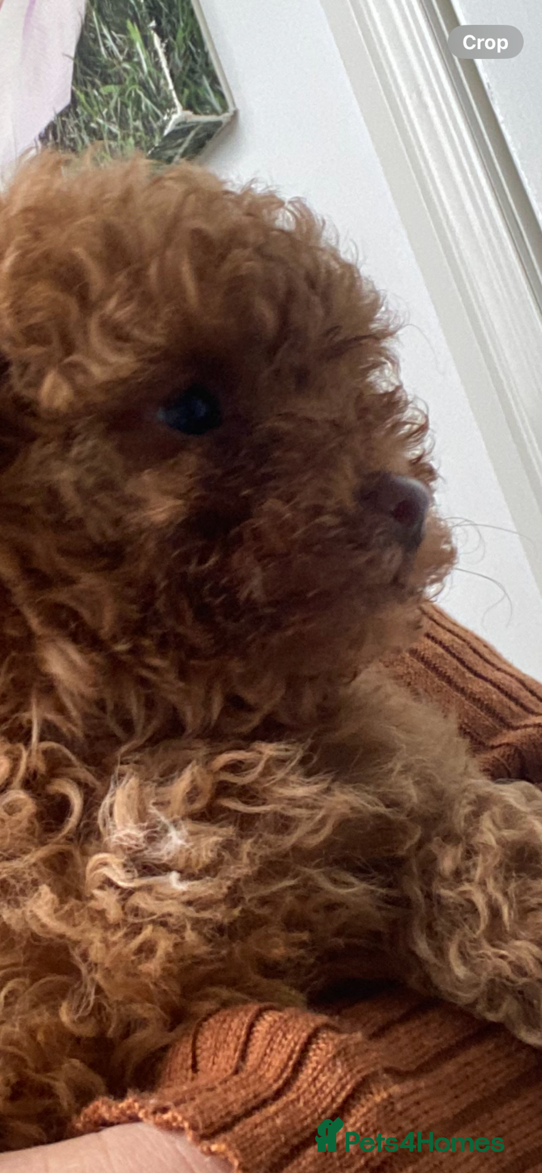 Toy Poodle dogs for sale: Toy poodle puppies  - Advert 15