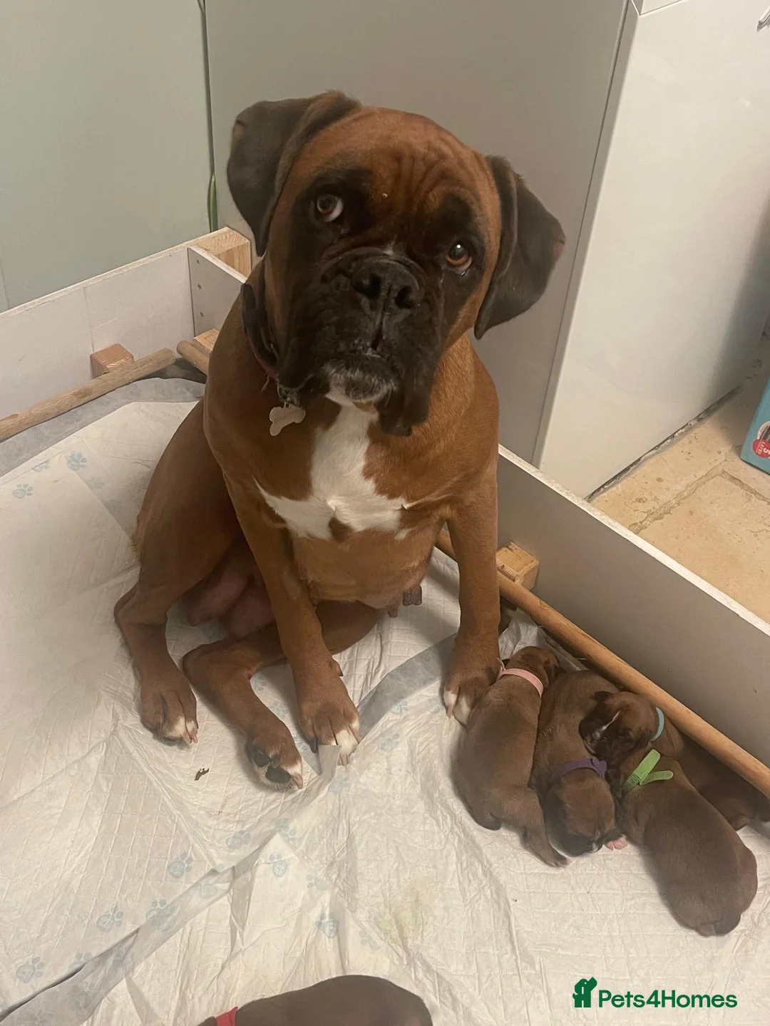 Boxer dogs for sale:  Stunning KC reg bobtailed boxers *1 girl left* - Advert 8