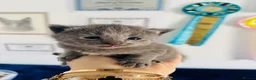 Russian Blue cats for sale: TICA PEDIGREE RUSSIAN BLUE KITTENS  - Advert 23
