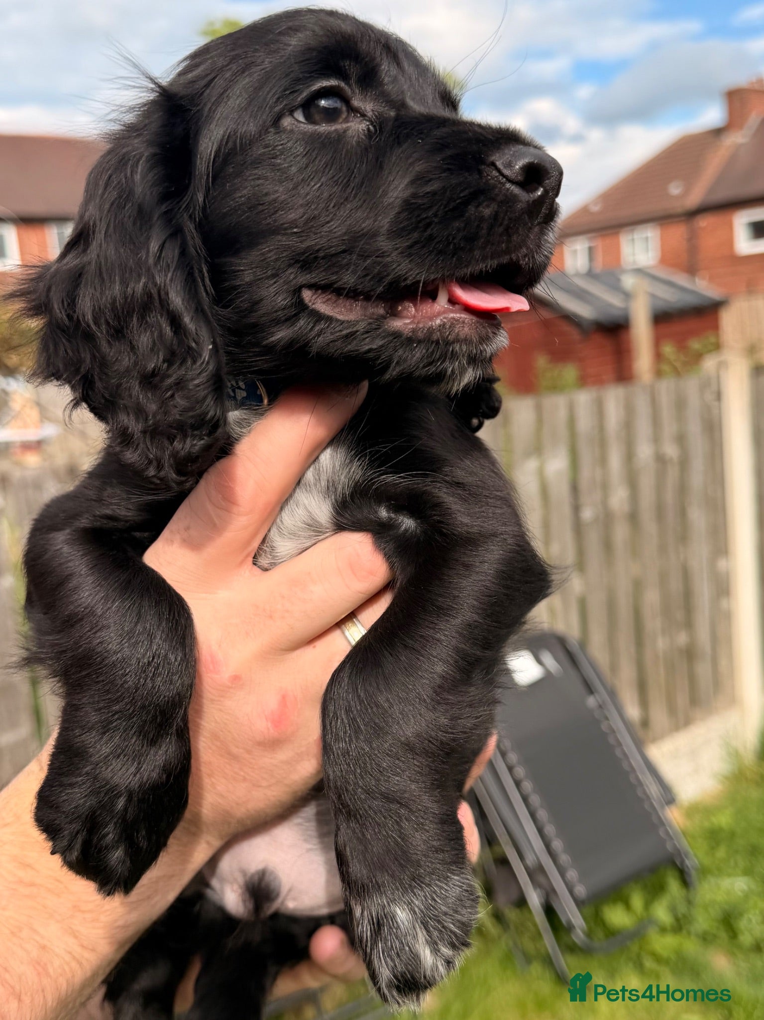 Cocker Spaniel dogs Working cocker spaniels  - Advert 1