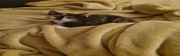 Mixed Breed cats for sale: Kittens are looking for a new home. - Advert 6