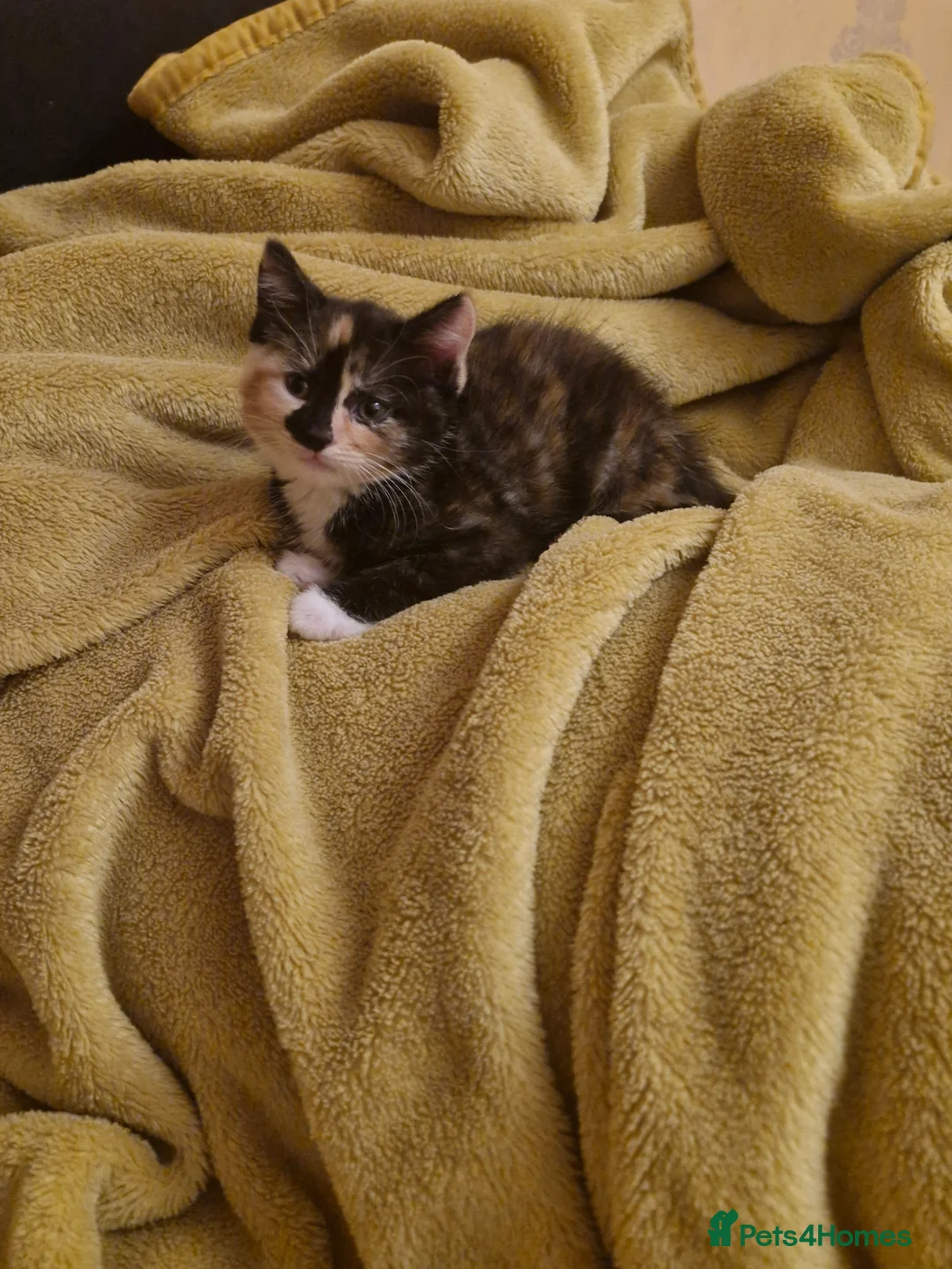 Mixed Breed cats for sale: Kittens are looking for a new home. - Advert 6