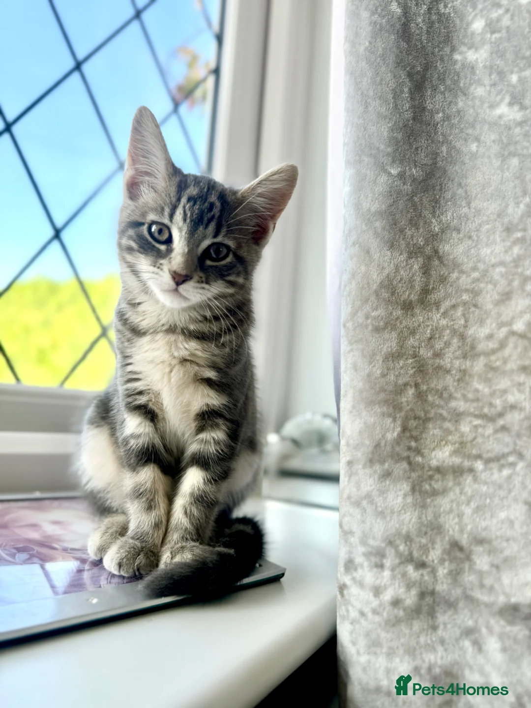 Bengal cats for sale: 2 year old Bengal x Maine Coon Queen - Advert 18