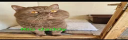 British Longhair cats for sale: Cinnamon & fawn bi colour longhair BLH  - Advert 15