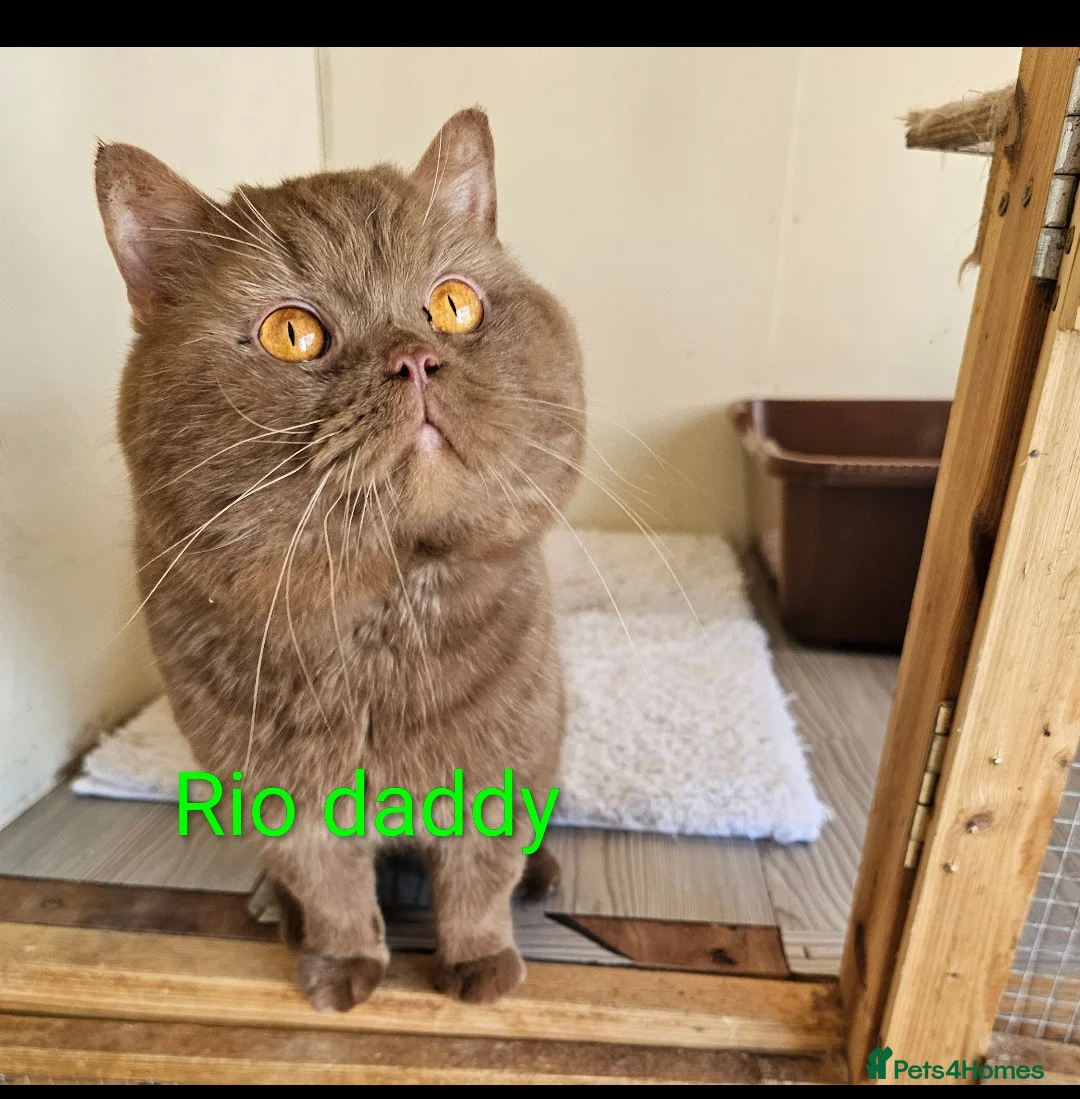 British Longhair cats for sale: Cinnamon & fawn bi colour longhair BLH  - Advert 15
