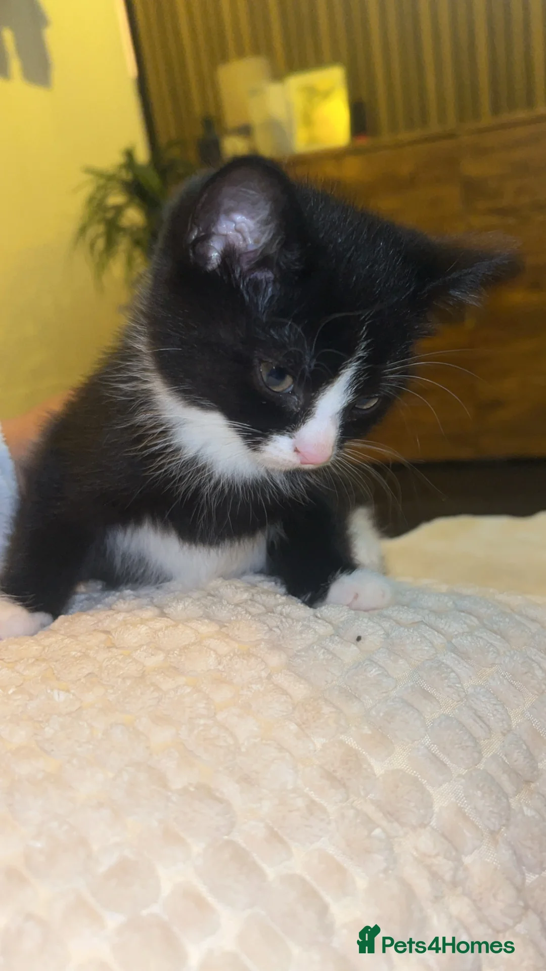 Mixed Breed cats for sale: 4 female kittens  in Lincoln - Advert 11