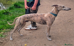 Whippet dogs for stud: KC registered fawn brindle whippet for stud - Image 1
