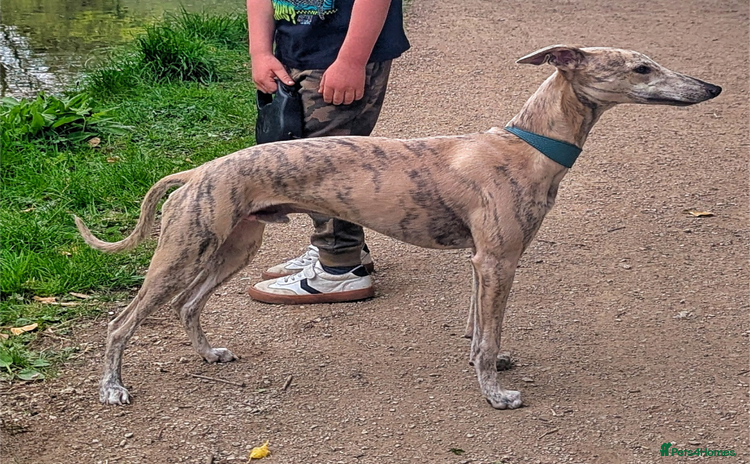 Whippet dogs - Advert 2