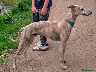 Whippet dogs - Advert 6