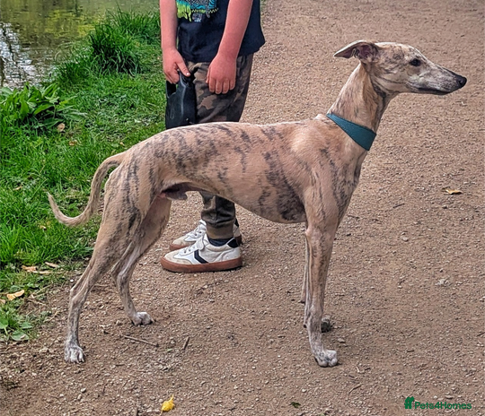 Whippet dogs - Advert 1